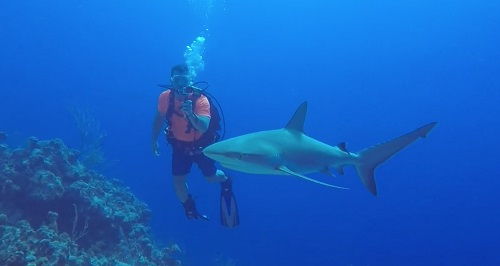 Gay Scuba San Sal Shark Bahamas